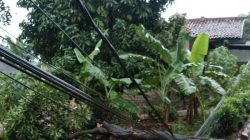 Pohon Tumbang Timpa Kabel Listrik, Warga Sigap Putus Aliran Daya di Banjarmasin